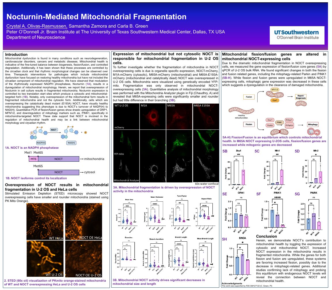 Thumbnail of the Nocturnin mitochondrial fragmentation poster